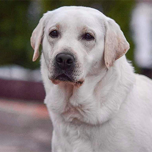 Дівчинка J’adore породи лабрадор-ретривер labpar1 3