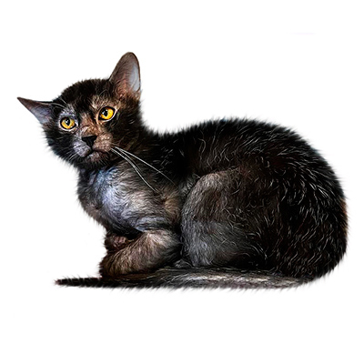 Lykoi (Wolf Cat) Kittens for Sale from Europe