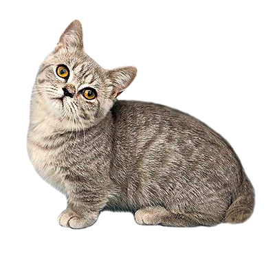 Minuet (Napoleon) Kittens for Sale from Europe