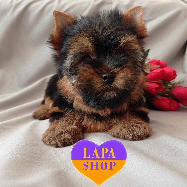 Yorkshire Terrier Mini Toy Olx Mini Yorkshire Terrier Boy