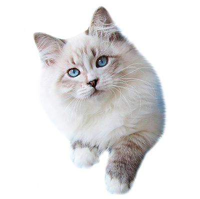Невские маскарадные котята