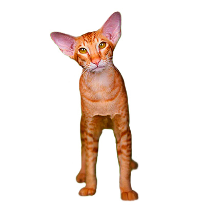 Ориентальные котята (ориенталы)