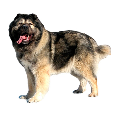 Кавказька вівчарка