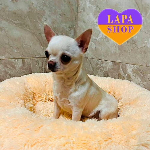 Пеппі — мила дівчинка породи чихуахуа