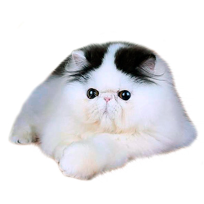Персидские котята