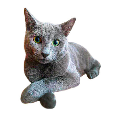 Русские голубые котята