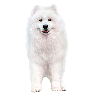 Samoyed Puppies for Sale from Europe