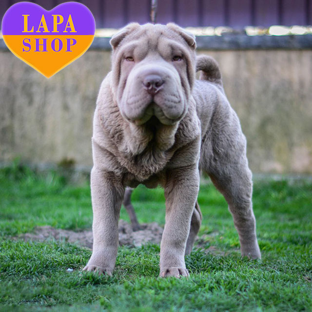 Blue Shar Toy Shar Pei Full Grown Shar Pei Blue Mini Long Hair