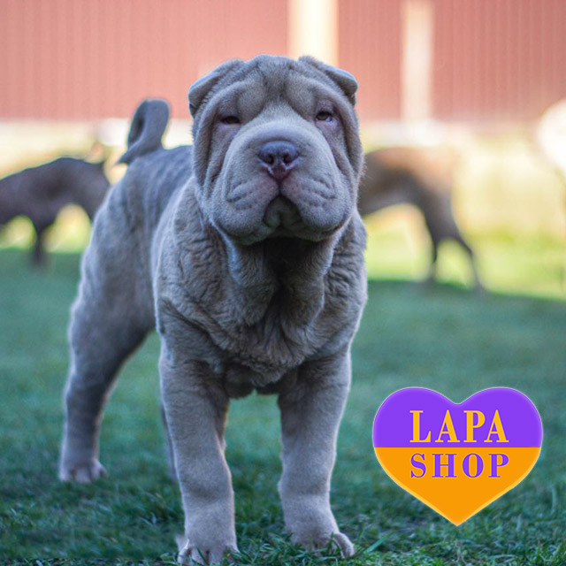 Philippines Blue Shar Pei Price Pei Dog Breeds Spotted Shar Pei