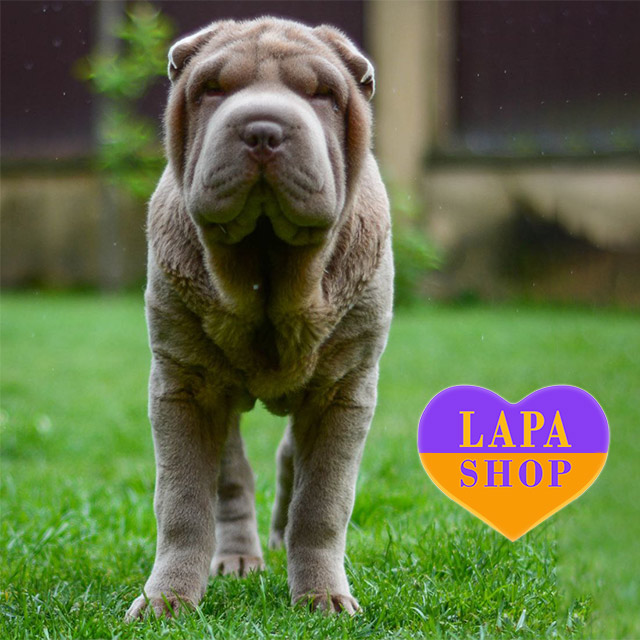 Losing Hair Shar Pei With Fur Bear Coat My Shar Pei Is Losing