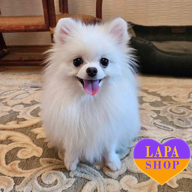 Pom Puppy Russian Pomeranian Breeder India Japanese Spitz Puppies