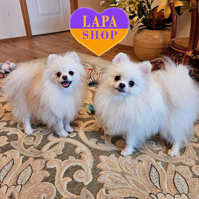 Spitz And Shih Poo Japanese Spitz Cross Shih Tzu Pomeranian Shih