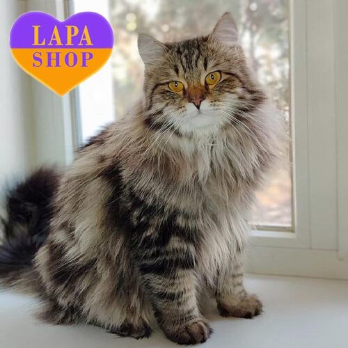 Чарлі — милий сибірський котик мармурового забарвлення