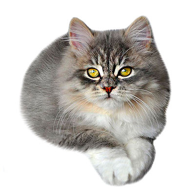 Сибирские котята