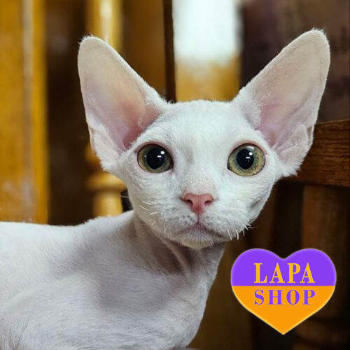 White Devon Rex Kitten Snow with Yellow Eyes