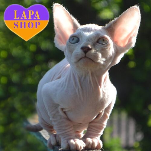 Handsome Canadian Sphynx Aslan