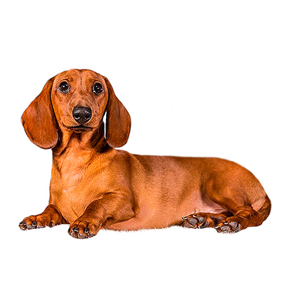 Dachshund