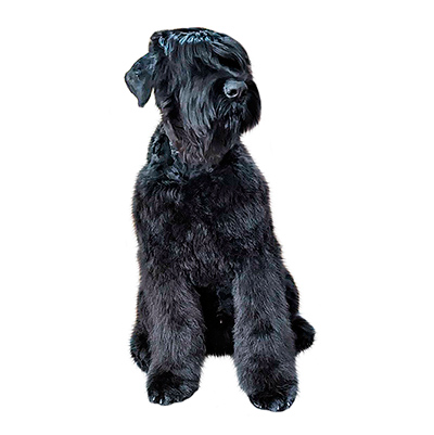 Російський чорний тер'єр