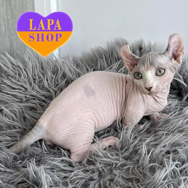 Vellis is a Kitten of the Rarest and Smallest Breed in the World