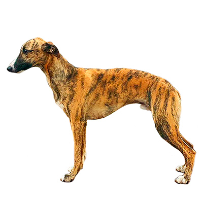 Уіппет (Віппет)