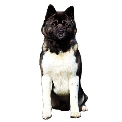 Американська акіта