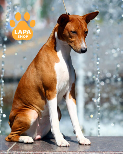 рудо-білий басенджі