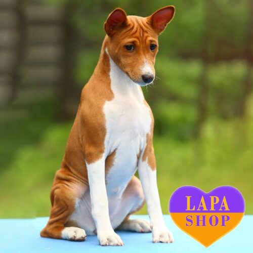 Cute Basenji Girl Avocado