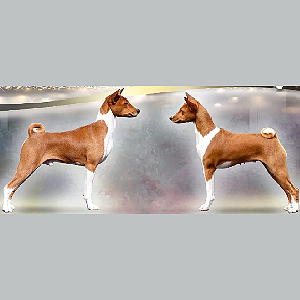 Мила дівчинка породи басенджі Авокадо bas dm