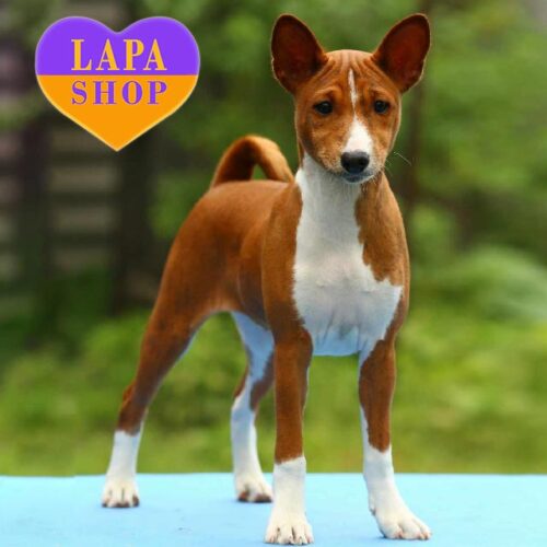 Shelly is a Tiger and White Basenji Girl