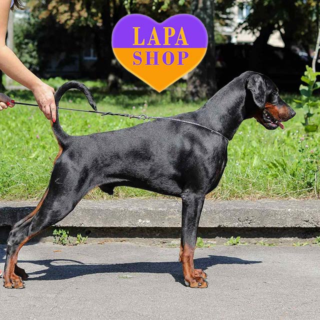 Doberman Puppy Benrat from Titled Parents for Show Breeding Lapa - Main Image