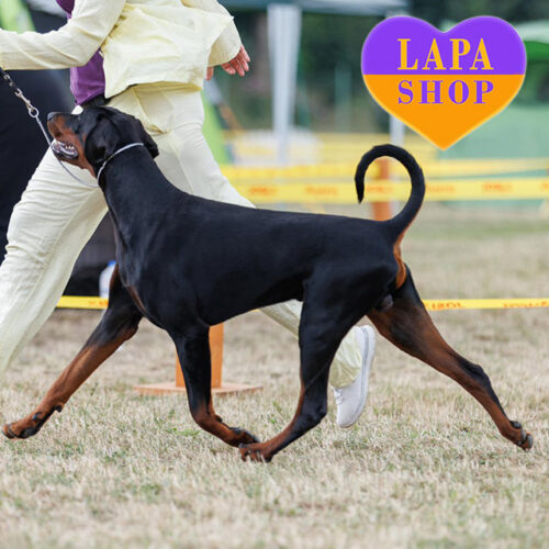 Песик породы доберман Бенрат от титулованных родителей для шоу-разведения