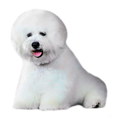 Bichon Frise