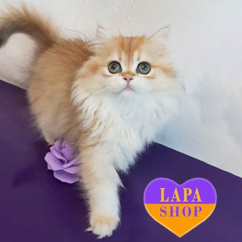 British Longhair Golden Beauty Govanna