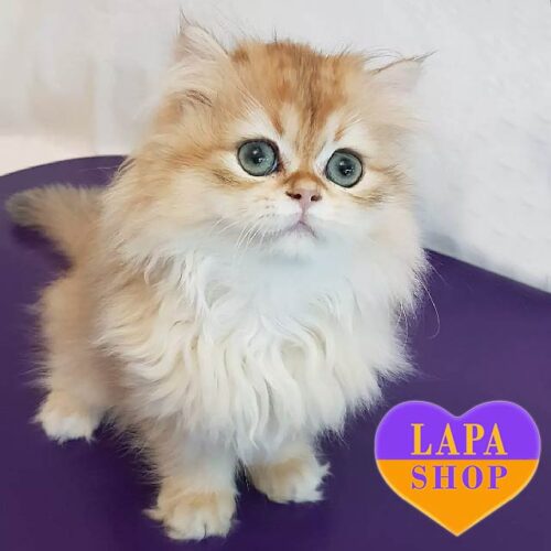 Graf is a Cute British Longhair Kitten