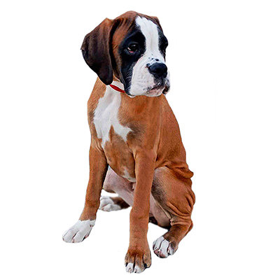 Німецький боксер