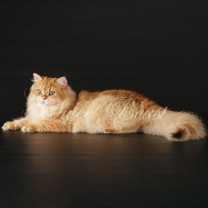 Гарфилд — британский длинношерстный котенок шоу-класса, который подарит вам много любви и обнимашек bri dad