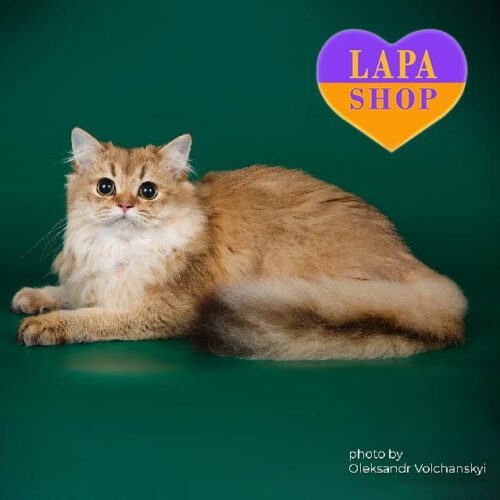 British Longhair Beauty Who Loves Hugs and Caresses Gypsy