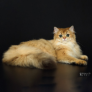 Гарфилд — британский длинношерстный котенок шоу-класса, который подарит вам много любви и обнимашек bri mom