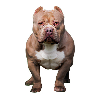 Американський буллі