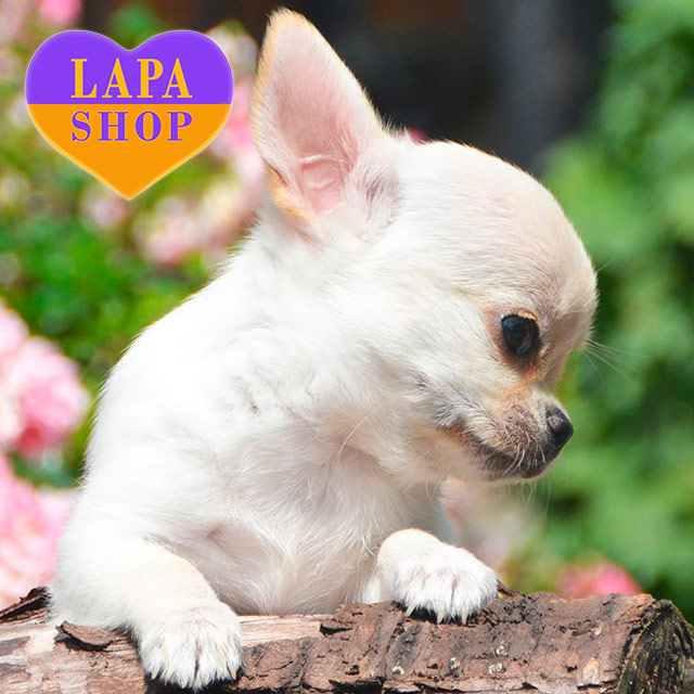 Lovely Cream-Colored Chihuahua Boy