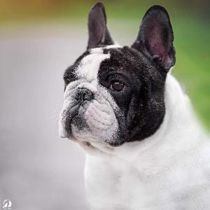 Очень активный, ласковый и очень ручной мальчик породы французский бульдог Raymond fb dadjpg