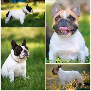 Очень активный, ласковый и очень ручной мальчик породы французский бульдог Raymond fb dm