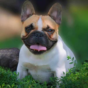 Очень активный, ласковый и очень ручной мальчик породы французский бульдог Raymond fb mom