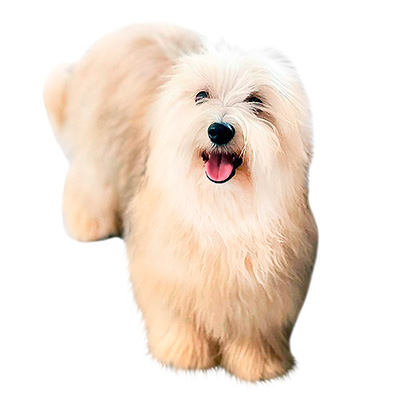 Havanese Puppies for Sale from Europe