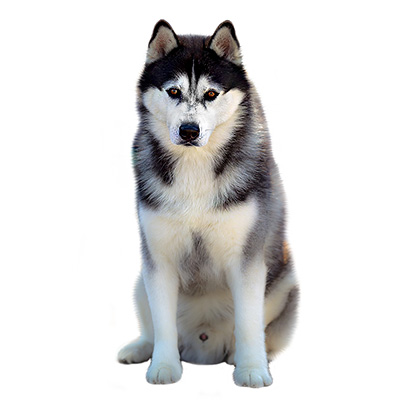 Сибірський хаскі