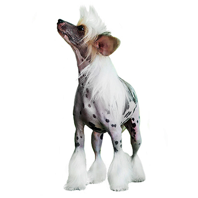 Китайський чубатий собака