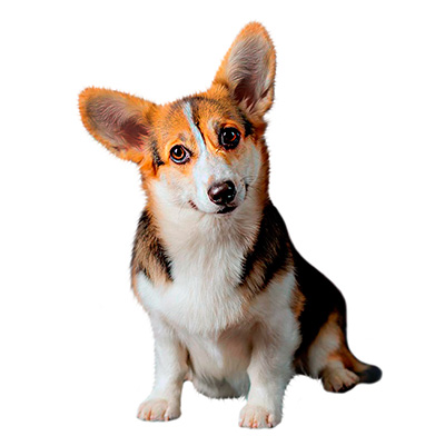 Welsh Corgi