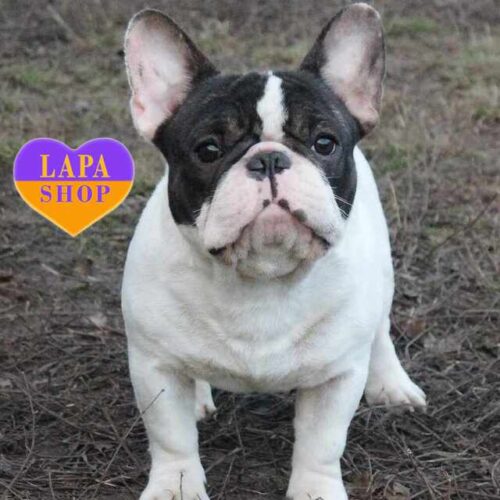 Неймовірно гарний підкорювач сердець — французький бульдог Lovelas Its Me