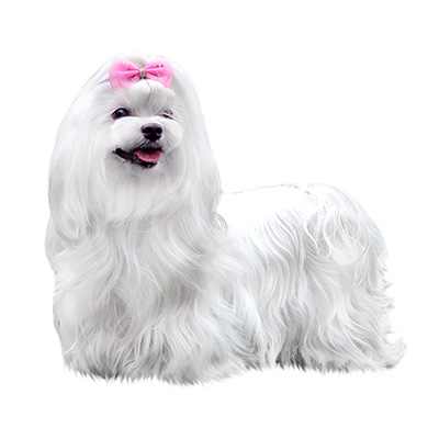 Мальтезе (мальтійська болонка)