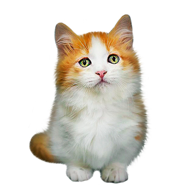 Котята манчкины